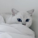 Sniegbaltais kaķis Kobijs ar zilām acīm - 6