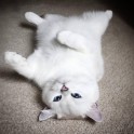 Sniegbaltais kaķis Kobijs ar zilām acīm - 7