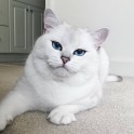 Sniegbaltais kaķis Kobijs ar zilām acīm - 8
