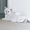 Sniegbaltais kaķis Kobijs ar zilām acīm - 9
