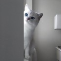 Sniegbaltais kaķis Kobijs ar zilām acīm - 10
