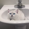 Sniegbaltais kaķis Kobijs ar zilām acīm - 11