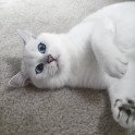 Sniegbaltais kaķis Kobijs ar zilām acīm - 12