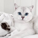 Sniegbaltais kaķis Kobijs ar zilām acīm - 13