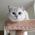 Sniegbaltais kaķis Kobijs ar zilām acīm - 14