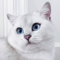 Sniegbaltais kaķis Kobijs ar zilām acīm - 15