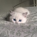 Sniegbaltais kaķis Kobijs ar zilām acīm - 16