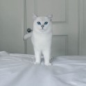 Sniegbaltais kaķis Kobijs ar zilām acīm - 17