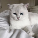 Sniegbaltais kaķis Kobijs ar zilām acīm - 18