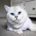Sniegbaltais kaķis Kobijs ar zilām acīm - 19