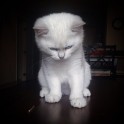 Sniegbaltais kaķis Kobijs ar zilām acīm - 20