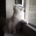 Sniegbaltais kaķis Kobijs ar zilām acīm - 21