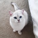 Sniegbaltais kaķis Kobijs ar zilām acīm - 22