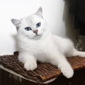 Sniegbaltais kaķis Kobijs ar zilām acīm - 23