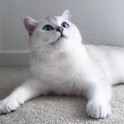 Sniegbaltais kaķis Kobijs ar zilām acīm - 24