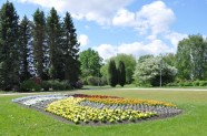 Dzeltenie ziedi Salaspils botāniskajā dārzā