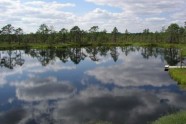 Pelde purvā - Vibujerves ezers