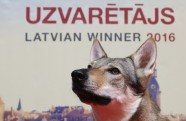 Starptautiskā suņu un kaķu izstāde "Latvijas uzvarētājs" - 6