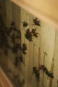 Bišu namiņš Kārsavas novadā - 4