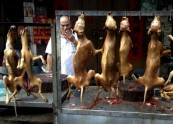 Suņa gaļas festivāls Juiliņā - 1