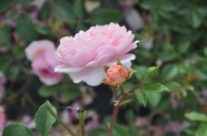 Rožu ziedēšana, Nacionālais Botāniskais dārzs Salaspilī