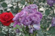Rožu ziedēšana, Nacionālais Botāniskais dārzs Salaspilī - 3