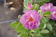 Rožu ziedēšana, Nacionālais Botāniskais dārzs Salaspilī - 6