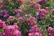Rožu ziedēšana, Nacionālais Botāniskais dārzs Salaspilī - 7