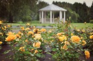 Rožu ziedēšana, Nacionālais Botāniskais dārzs Salaspilī - 8