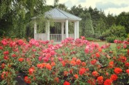 Rožu ziedēšana, Nacionālais Botāniskais dārzs Salaspilī - 9