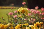 Rožu ziedēšana, Nacionālais Botāniskais dārzs Salaspilī - 15