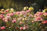 Rožu ziedēšana, Nacionālais Botāniskais dārzs Salaspilī - 16