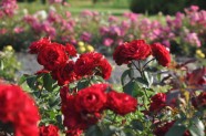 Rožu ziedēšana, Nacionālais Botāniskais dārzs Salaspilī - 18
