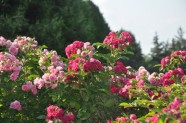 Rožu ziedēšana, Nacionālais Botāniskais dārzs Salaspilī - 23
