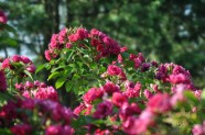 Rožu ziedēšana, Nacionālais Botāniskais dārzs Salaspilī - 24