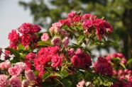 Rožu ziedēšana, Nacionālais Botāniskais dārzs Salaspilī - 25