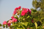 Rožu ziedēšana, Nacionālais Botāniskais dārzs Salaspilī - 26