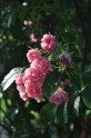 Rožu ziedēšana, Nacionālais Botāniskais dārzs Salaspilī - 36