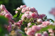 Rožu ziedēšana, Nacionālais Botāniskais dārzs Salaspilī - 37