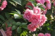 Rožu ziedēšana, Nacionālais Botāniskais dārzs Salaspilī - 38