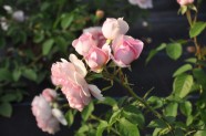 Rožu ziedēšana, Nacionālais Botāniskais dārzs Salaspilī - 40