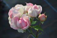 Rožu ziedēšana, Nacionālais Botāniskais dārzs Salaspilī - 41