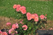 Rožu ziedēšana, Nacionālais Botāniskais dārzs Salaspilī - 42