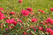 Rožu ziedēšana, Nacionālais Botāniskais dārzs Salaspilī - 43