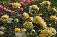 Rožu ziedēšana, Nacionālais Botāniskais dārzs Salaspilī - 44