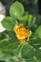 Rožu ziedēšana, Nacionālais Botāniskais dārzs Salaspilī - 45