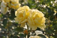 Rožu ziedēšana, Nacionālais Botāniskais dārzs Salaspilī - 46