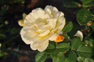 Rožu ziedēšana, Nacionālais Botāniskais dārzs Salaspilī - 47