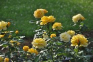 Rožu ziedēšana, Nacionālais Botāniskais dārzs Salaspilī - 48