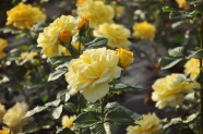 Rožu ziedēšana, Nacionālais Botāniskais dārzs Salaspilī - 49